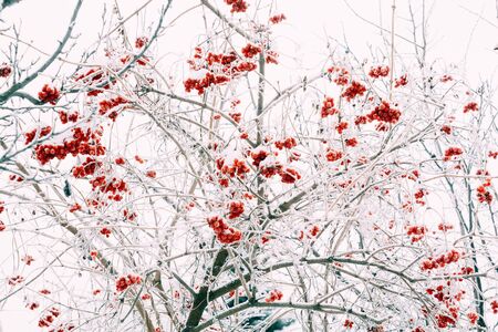 Red rowan, mountain ash berries covered by snow.の写真素材