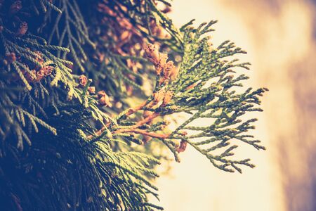 Close up photo of spruce tree branches, vintage natural background.の写真素材