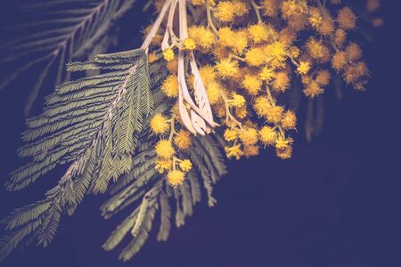 Small flowers of yellow mimosa macro shot.の写真素材
