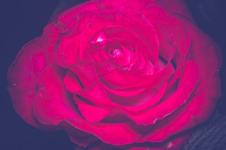 Bright red rose in a bouquet, shallow focus, vintage photo effect with paper texture.の写真素材