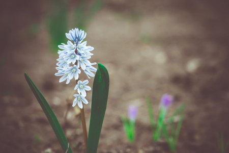 Fresh white flowers blooming in spring close up background.