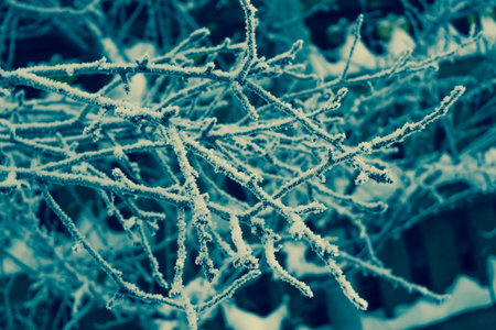 Snowy leafless trees in winter season, filtered natural background.