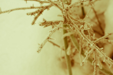 Snowy leafless trees in winter season, filtered natural background.の写真素材