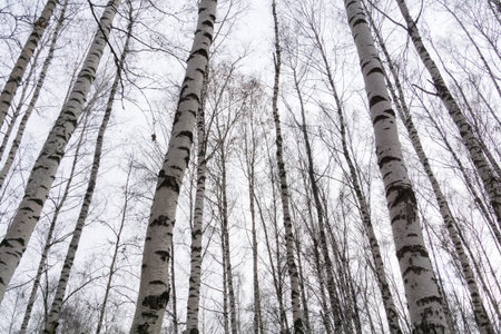 Late autumn forest tree branches without leaves, natural background.の写真素材