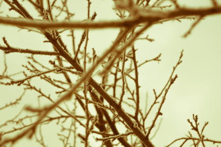 Snowy leafless trees in winter season, filtered natural background.の写真素材