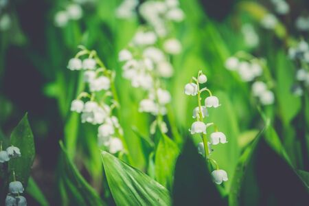 Blooming lily of the valley flowers in spring garden, filtered background.の写真素材