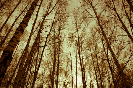 Late autumn forest tree branches without leaves, vintage natural background.の写真素材