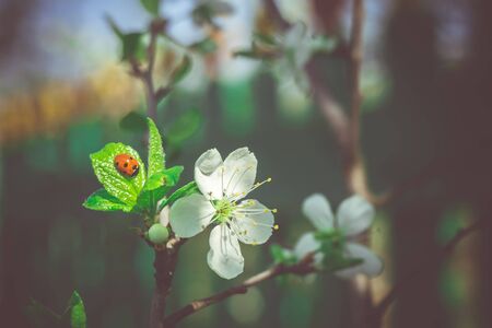 White flowers blooming on tree branches in spring, close up filtered background.の写真素材