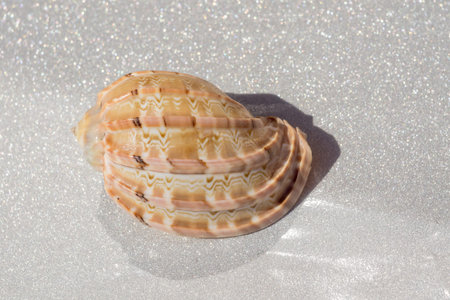 Decorative brown sea shell close up background.