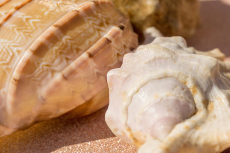 Decorative brown sea shell close up background.