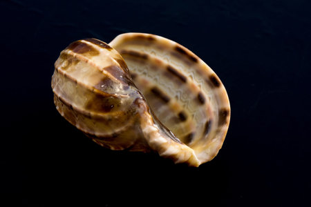 Decorative brown sea shell close up background.