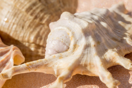 Decorative brown sea shell close up background.