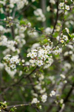 White flowers blooming on cherry tree branches in spring, close up.の写真素材