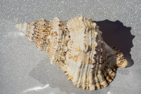 Big spiral spike sea shell close up background