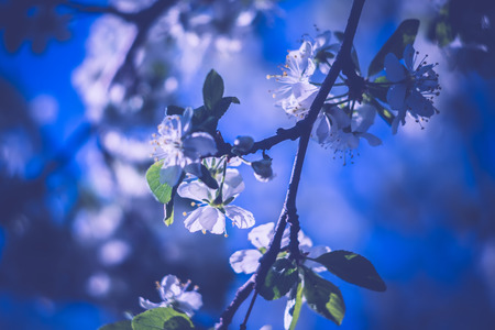 Fresh white flowers blooming on tree branches in spring, filtered close up.の写真素材