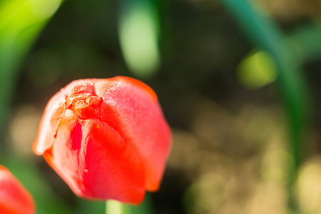 Fresh tulip flower of red color in the garden, macro photo.の写真素材