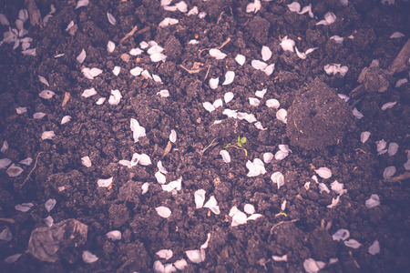 White flower petals on the ground in spring, filtered close up.の写真素材