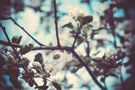 Fresh soft pink flowers blooming on apple tree branches in spring, vintage close up.の写真素材