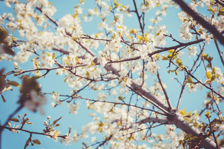 White flowers blooming on tree branches in spring, close up filtered background.の写真素材