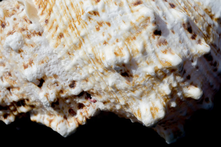 Big spiral spike sea shell close up backgroundの写真素材