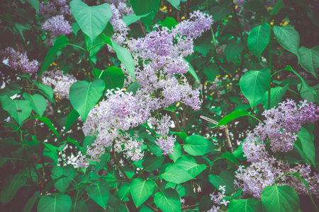 Bunch of blooming lilac flowers vintage close up photo.の写真素材