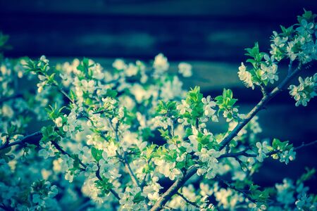 Fresh white flowers blooming on tree branches in spring, filtered close up.の写真素材