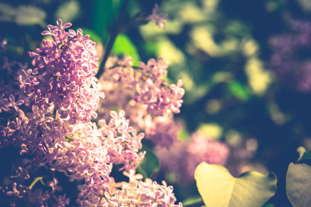 Bunch of blooming lilac flowers vintage close up photo.の写真素材