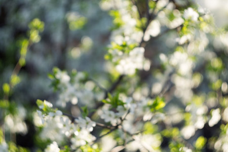 Fresh white flowers blooming on tree branches in spring, close up.