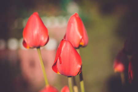 Fresh tulip flower of red color in the garden, filtered macro photo.の写真素材
