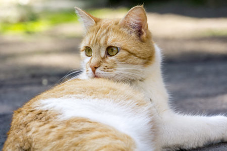 Close up portrait of curious ginger cat on the street enjoying sunny day.の写真素材
