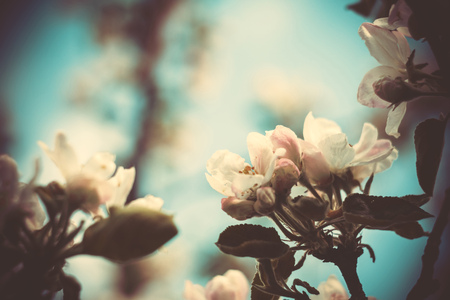 Fresh soft pink flowers blooming on apple tree branches in spring, vintage close up.の写真素材