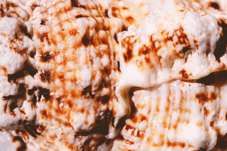 Big spiral spike sea shell close up vintage backgroundの写真素材