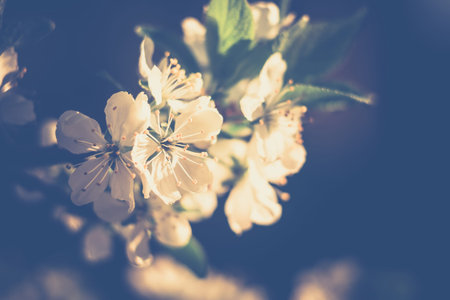 Fresh white flowers blooming on tree branches in spring, filtered close up.の写真素材