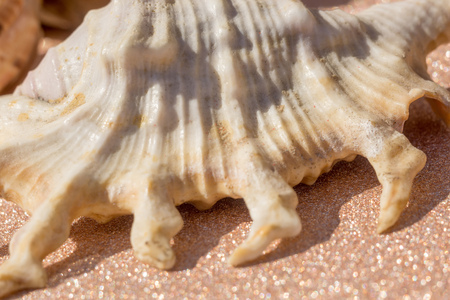 Decorative brown sea shell close up background.の写真素材