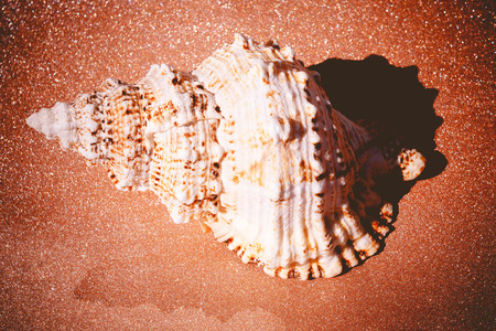 Big spiral spike sea shell close up vintage backgroundの写真素材