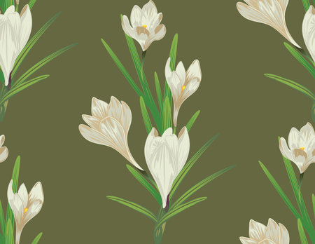 Spring flowers, white blooming crocus or saffron design.のイラスト素材