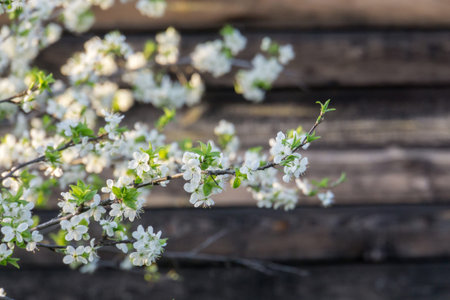 Fresh white flowers blooming on tree branches in spring, close up.