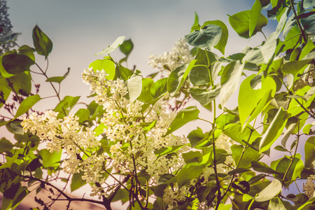Bunch of blooming white lilac flowers vintage close up photo.の写真素材