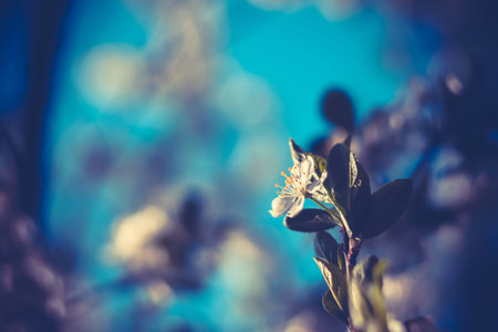 Fresh white flowers blooming on tree branches in spring, filtered close up.