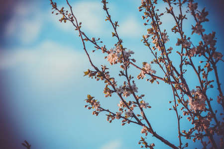 Fresh white flowers blooming on tree branches in spring, filtered close up.の写真素材