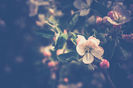 Fresh soft pink flowers blooming on apple tree branches in spring, vintage close up.の写真素材