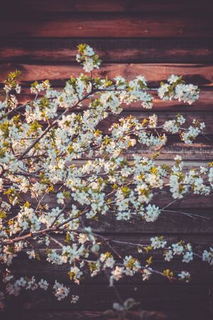 Fresh white flowers blooming on tree branches in spring, filtered close up.の写真素材