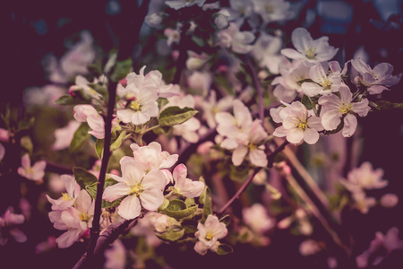 Fresh soft pink flowers blooming on apple tree branches in spring, vintage close up.の写真素材