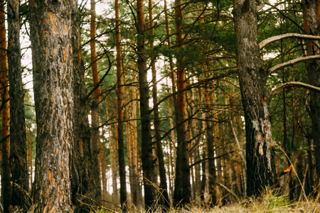 Early morning light in the pine forest, spring forest background.の写真素材