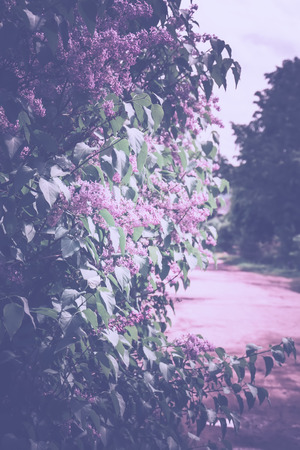 Bunch of blooming lilac flowers vintage close up photo.の写真素材