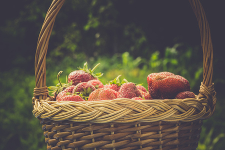 Fresh red, juicy strawberry in a woven basket on the green grass, toned photo.の写真素材
