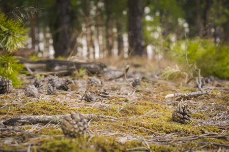 Early morning light in the pine forest, spring forest background.