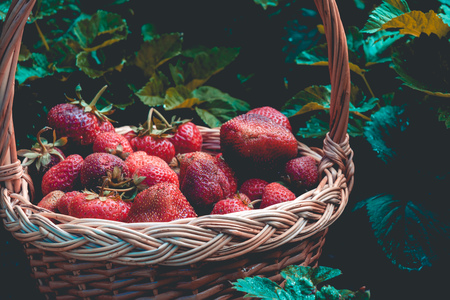 Fresh red, juicy strawberry in a woven basket on the green grass, toned photo.の写真素材