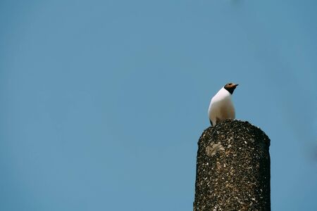 Seabird seagull standing on an old concrete pillar over blue sky.の写真素材