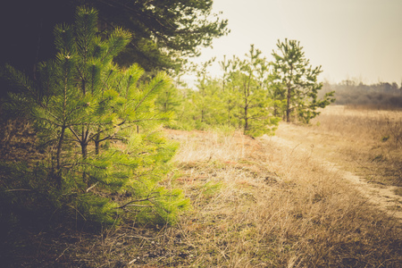 Early morning light in the pine forest, spring forest filtered background.の写真素材